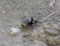 Bombus bifarius