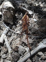 Corallorhiza maculata