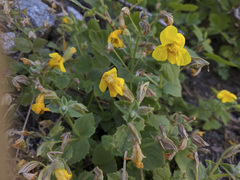 Erythranthe corallina