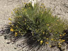 Ericameria nauseosa bernardina