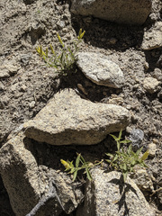 Silene parishii