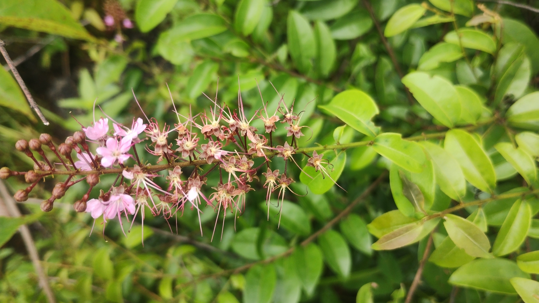 Imagem de Cereja-do-mato