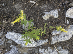Silene parishii