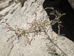 Holodiscus discolor microphyllus