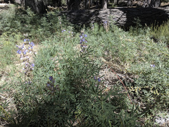 Lupinus hyacinthinus