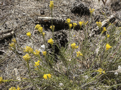 Ericameria nauseosa bernardina