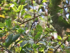 Hemipus hirundinaceus