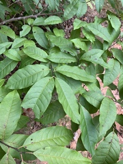 Oxydendrum