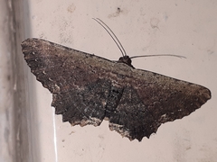 Ruttellerona cessaria