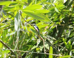 Hemipus hirundinaceus