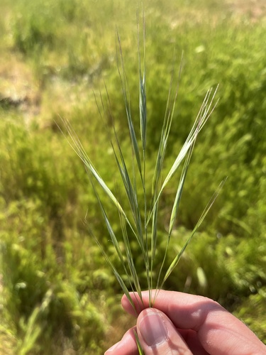 Bromus rigidus observed 2025-04-22