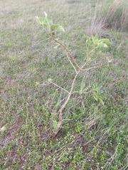 Morinda pubescens