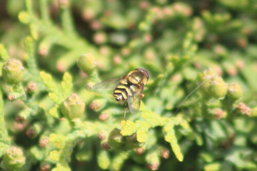 Unknown species found near Caldwell, ID, USA