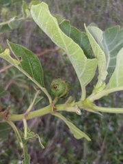 Morinda pubescens