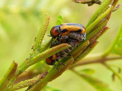 Peploptera
