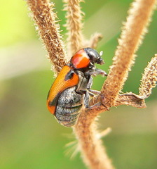 Peploptera