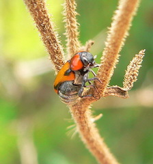Peploptera