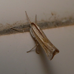 Ancylolomia