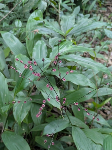 Leptaspis cochleata