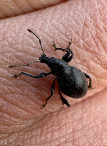 Black Marram Weevil, De Cocksdorp, North Holland, NL, photo 5 of 10