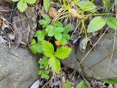 Fragaria vesca americana