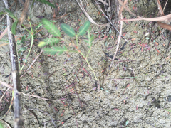 Mimosa microphylla