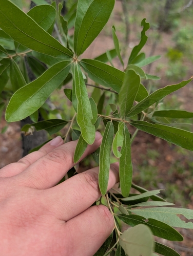 Image of Quercus incana by (c) Grant Foster, some rights reserved (CC BY)