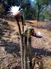 Nyctocereus serpentinus