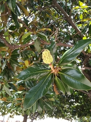 Magnolia grandiflora