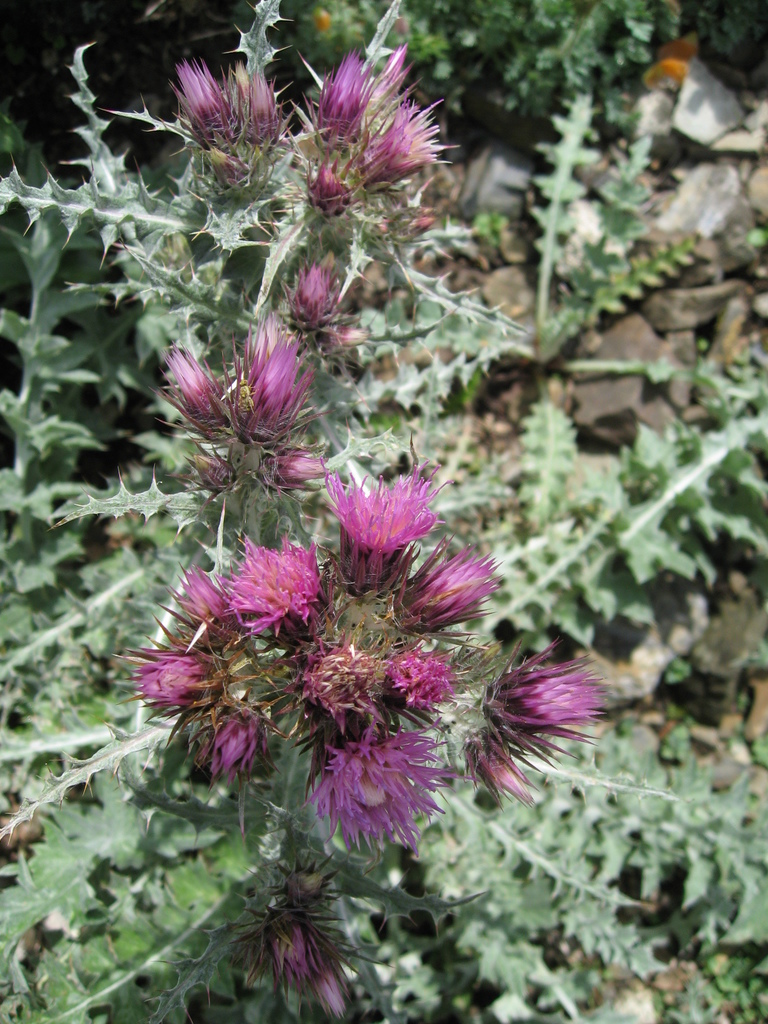 Pyrenean Thistle