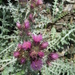 Pyrenean Thistle - Photo (c) Joan Simon, some rights reserved (CC BY-SA)