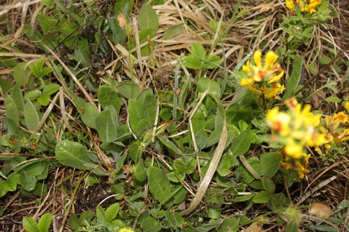 Image of Crepis praemorsa by (c) Bobo-X, some rights reserved (CC BY)