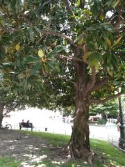 Magnolia grandiflora