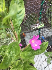 Epilobium hirsutum