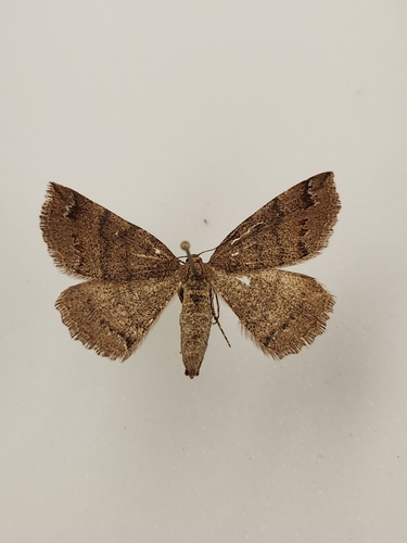 iNaturalist observation photo of Drepanulatrix foeminaria
