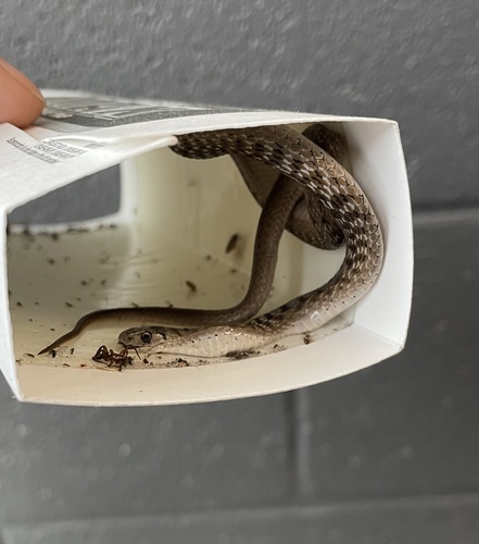 DeKay's Brownsnake photographed in Tennessee