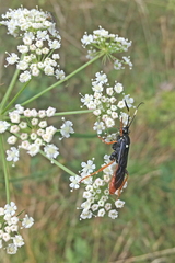 Amblyjoppa fuscipennis