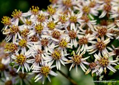 Aster albescens