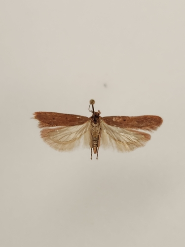 iNaturalist observation photo of Twirler Moths