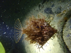 Chaetodermis penicilligerus