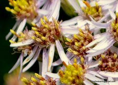 Aster albescens