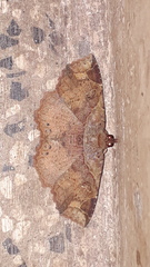 Tamba apicata