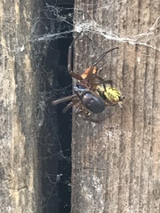 Steatoda nobilis