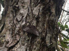 Hamadryas amphichloe