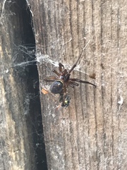 Steatoda nobilis