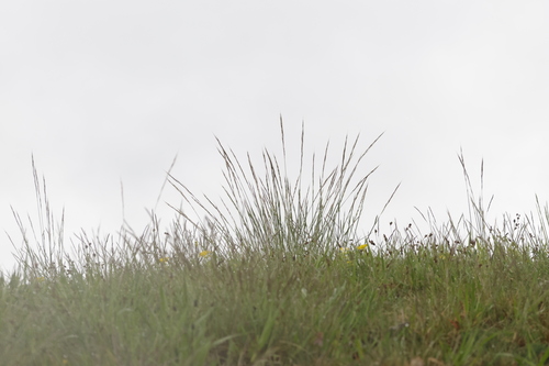 Image of Helictochloa pratensis by (c) David Sandler, some rights reserved (CC BY)