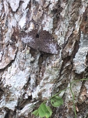 Hamadryas amphichloe