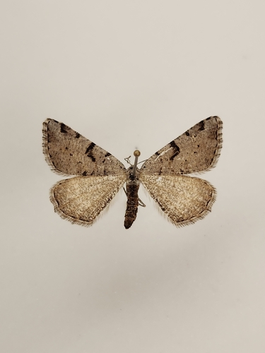 iNaturalist observation photo of Geometer Moths