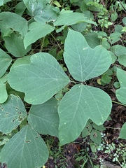 Pueraria montana lobata