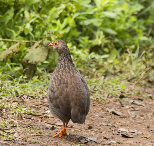 Scaly Spurfowl (Pternistis squamatus), photo 6